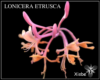 Lonicera etusca L c.jpg